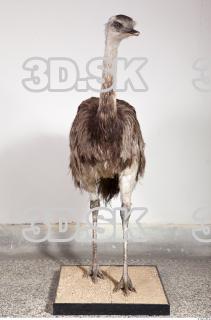 Emus body photo reference 0023